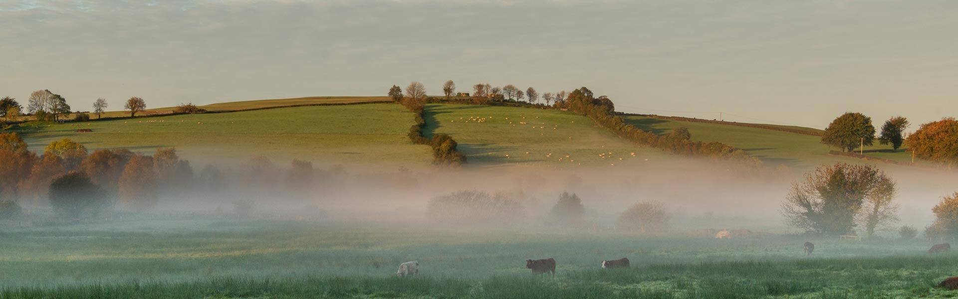 Cattle in a field with fog